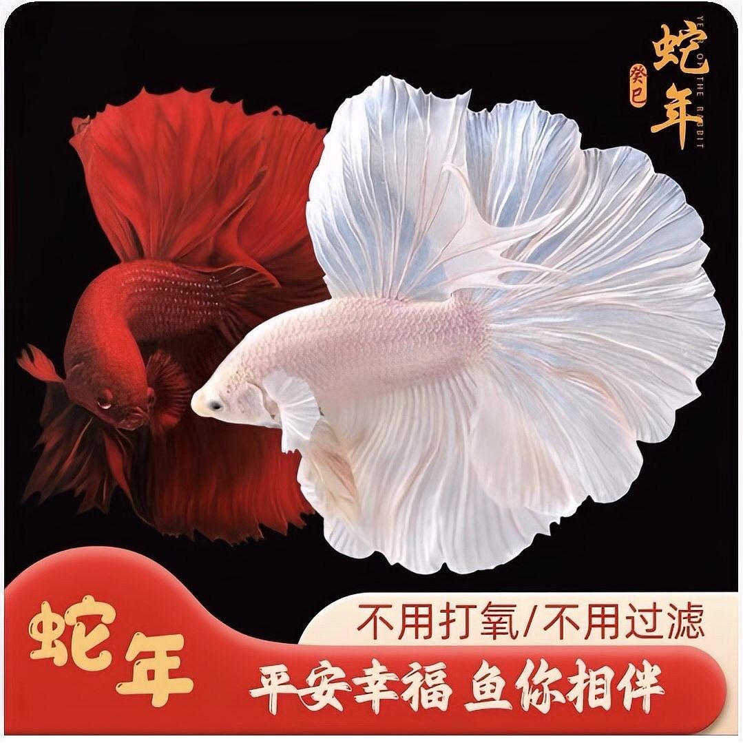 如何判斷紅尾皇冠和龍魚是否適合混養：水質與缸體要求,01:22魚缸混養技巧:注意這三點避免爭斗游跡客 如何判斷紅尾皇冠和龍魚是否適合混養：水質與缸體要求,01:22魚缸混養技巧:注意這三點避免爭斗游跡客 龍魚百科 第3張