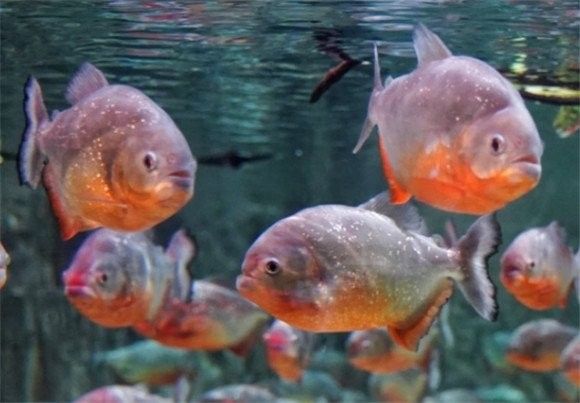 食人魚和鱷雀鱔哪個更厲害：入侵物種鱷雀鱔大戰20條食人魚，是否挑戰成功結果令人意外！