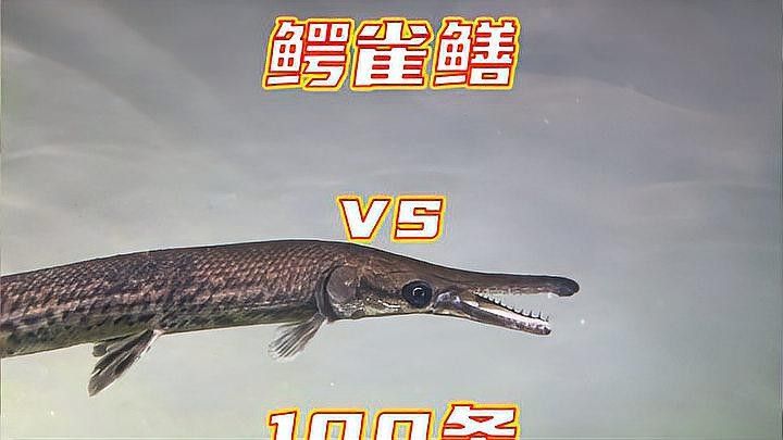 食人魚和鱷雀鱔哪個更厲害：入侵物種鱷雀鱔大戰20條食人魚，是否挑戰成功結果令人意外！