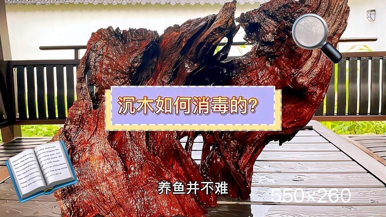 沉木處理后需要消毒嗎？：新買的沉木怎么消毒才科學合理 沉木處理后需要消毒嗎？：新買的沉木怎么消毒才科學合理 龍魚百科 第1張
