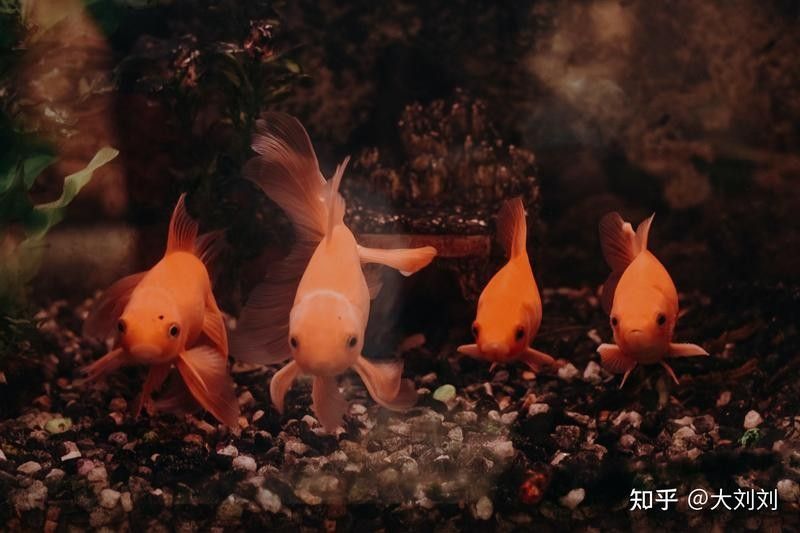 沉木處理后需要消毒嗎？：新買的沉木怎么消毒才科學合理 沉木處理后需要消毒嗎？：新買的沉木怎么消毒才科學合理 龍魚百科 第4張