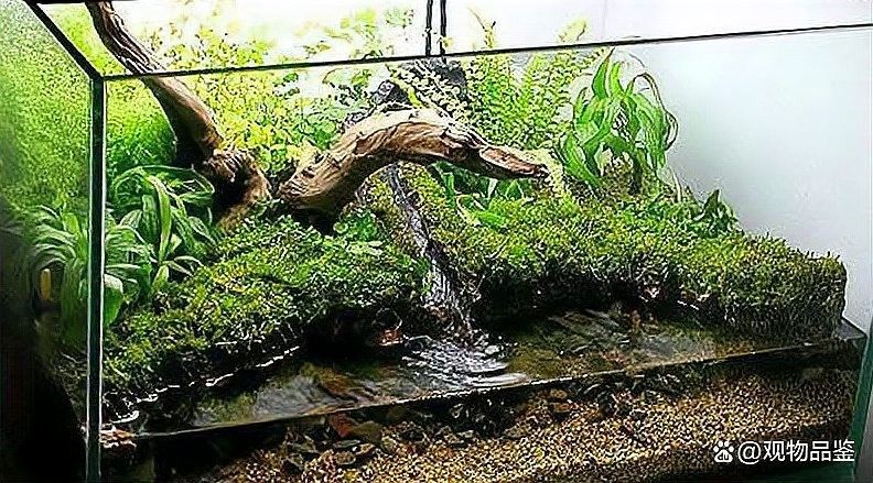 沉木處理后需要消毒嗎？：新買的沉木怎么消毒才科學合理 沉木處理后需要消毒嗎？：新買的沉木怎么消毒才科學合理 龍魚百科 第5張