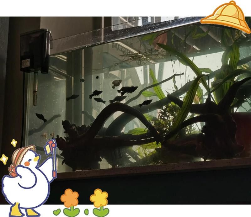 沉木處理后需要消毒嗎？：新買的沉木怎么消毒才科學合理 沉木處理后需要消毒嗎？：新買的沉木怎么消毒才科學合理 龍魚百科 第10張