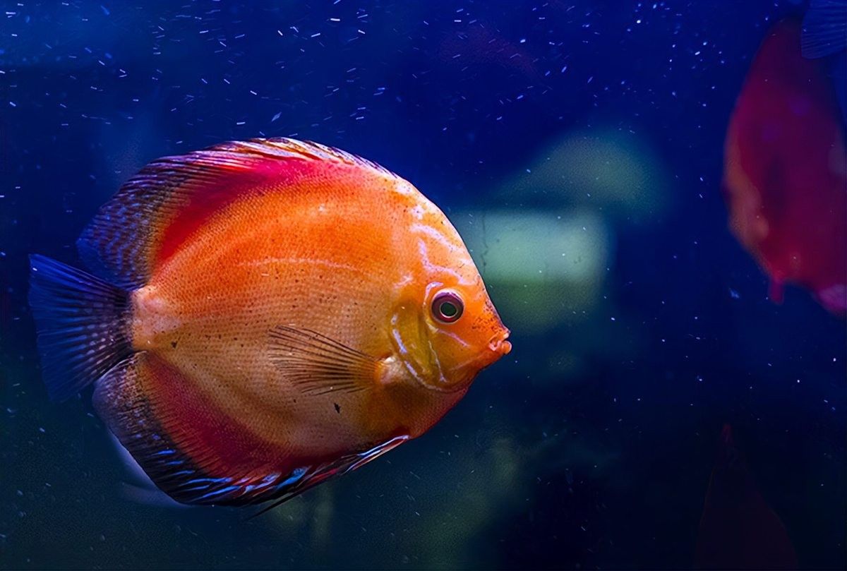 龍魚白便多久會死：龍魚拉白屎的五種情況 龍魚白便多久會死：龍魚拉白屎的五種情況 龍魚百科 第3張