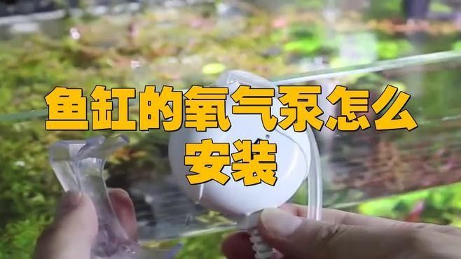六角龍魚增氧設(shè)備如何安裝？：六角龍魚（六角恐龍魚）作為高耗氧物種，增氧設(shè)備的正確安裝指南