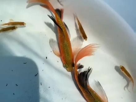 女王大帆魚繁殖方法：大帆玫瑰鯽怎么繁殖