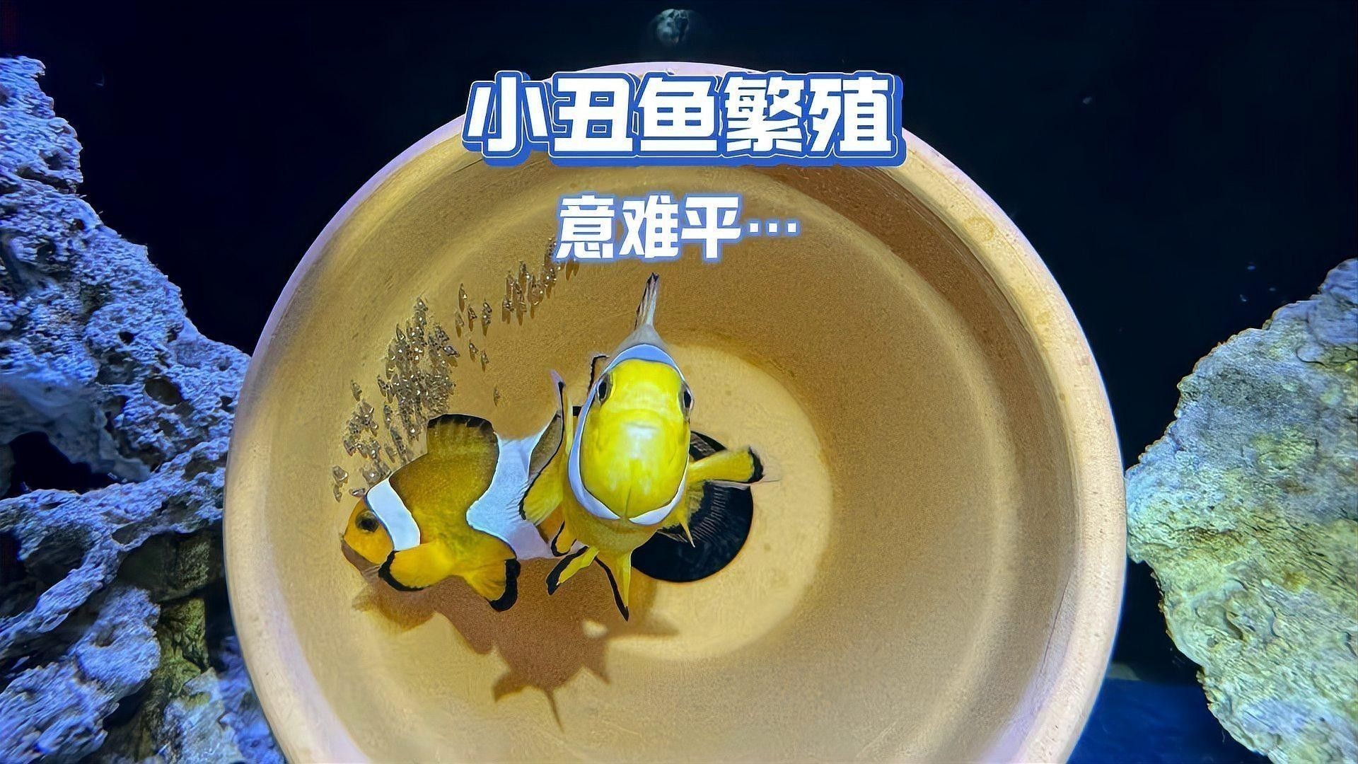 女王大帆魚繁殖方法：大帆玫瑰鯽怎么繁殖