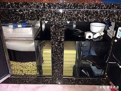 龍魚過濾棉多久清洗一次？：魚缸的過濾棉多久清洗一次