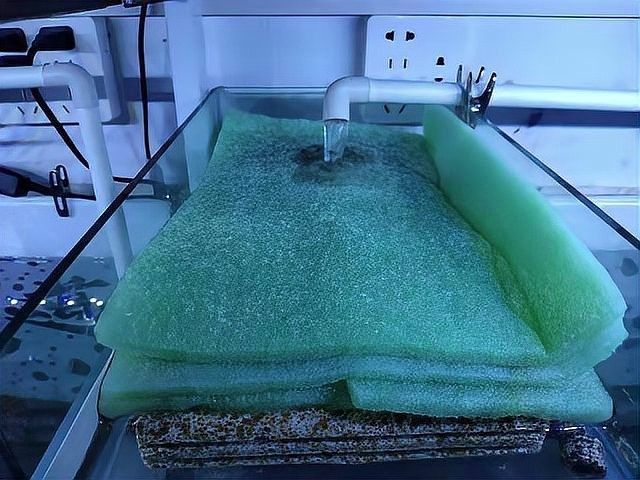 龍魚過濾棉多久清洗一次？：魚缸的過濾棉多久清洗一次