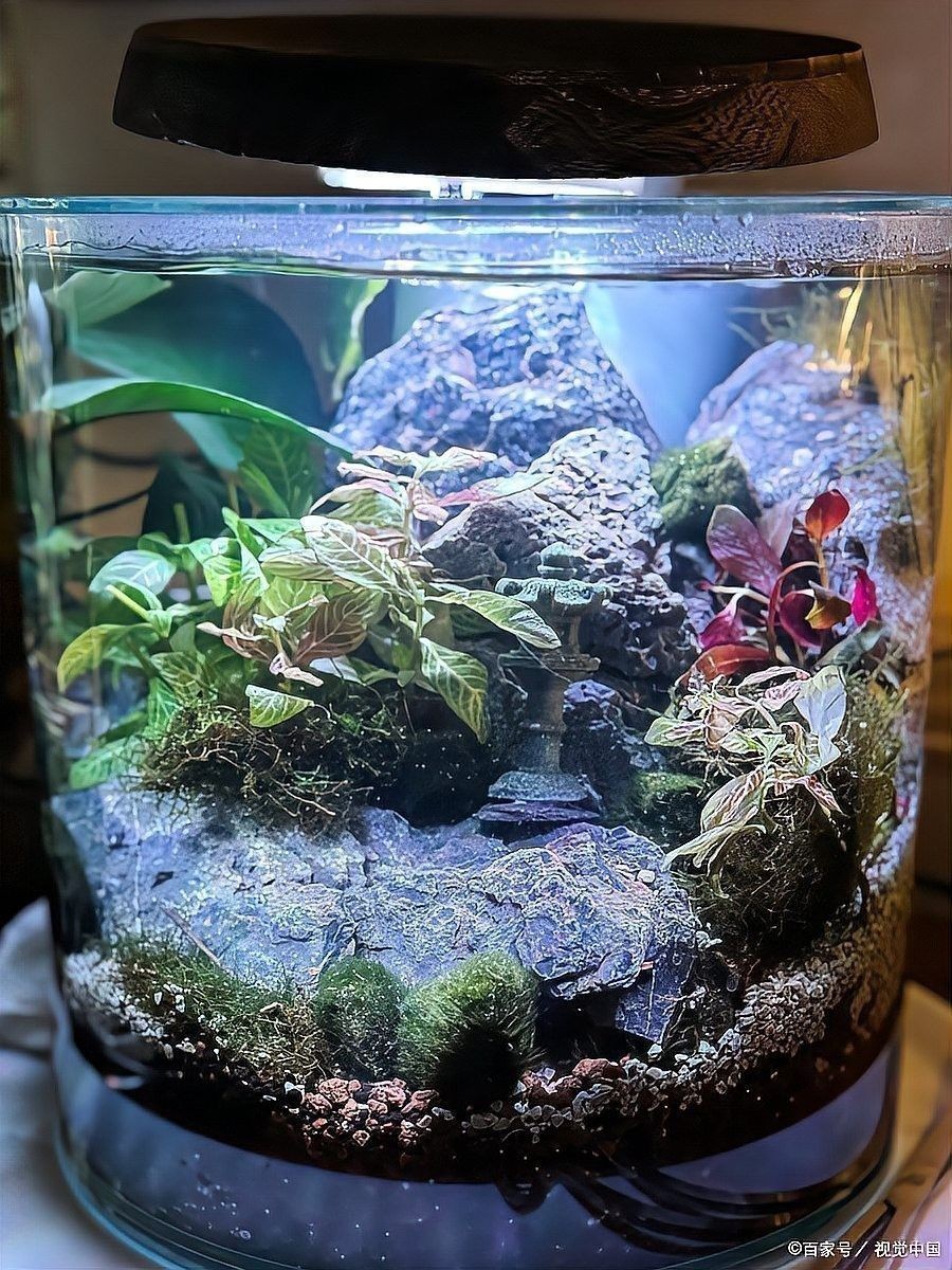 龍魚跳缸怎么辦：龍魚怎么養(yǎng) 龍魚跳缸怎么辦：龍魚怎么養(yǎng) 龍魚百科 第11張