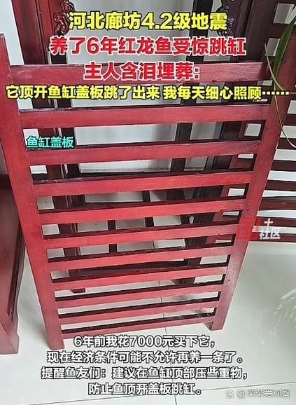 龍魚跳缸怎么辦:龍魚怎么養(yǎng) 龍魚百科 第8張 龍魚跳缸怎么辦:龍魚怎么養(yǎng) 龍魚跳缸怎么辦:龍魚怎么養(yǎng) 龍魚百科 第8張