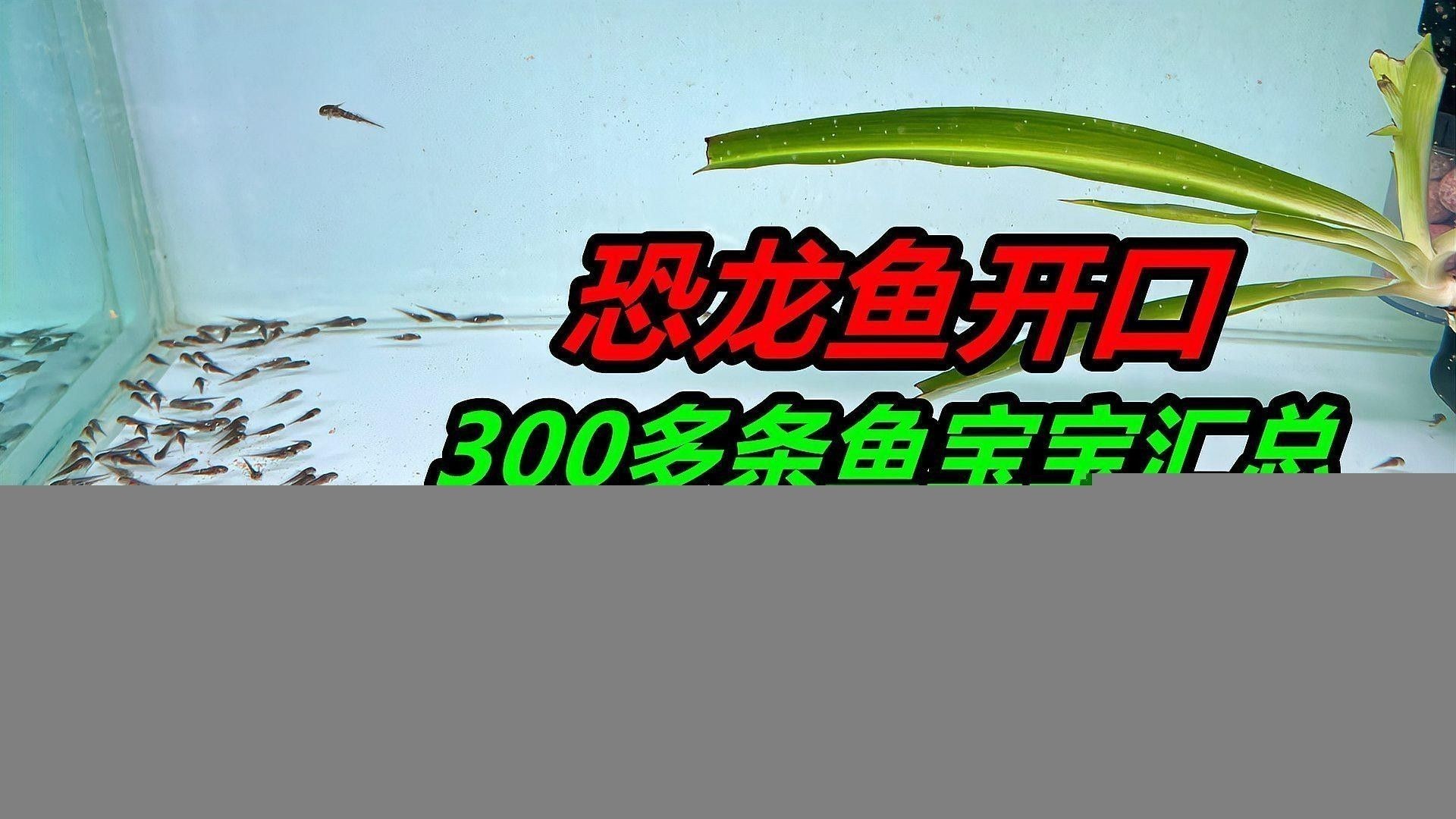 六角龍魚多久喂一次？：六角恐龍魚多久喂一次