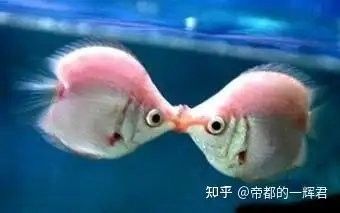 紅箭魚和曼龍魚混養(yǎng)需要多久適應(yīng)：曼龍魚能和什么魚混養(yǎng)