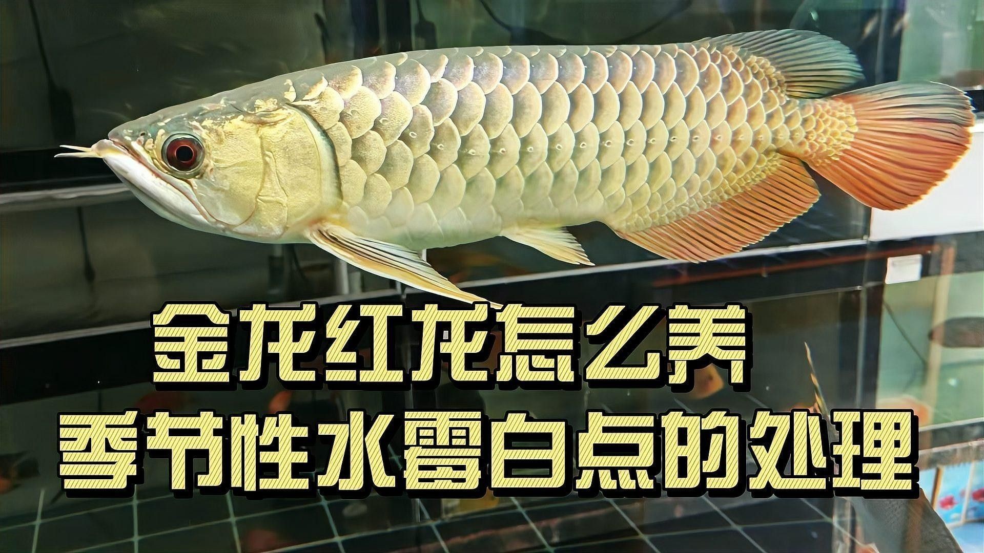 如何調(diào)節(jié)紅龍魚的水質(zhì)：——紅龍魚的飼養(yǎng)方法