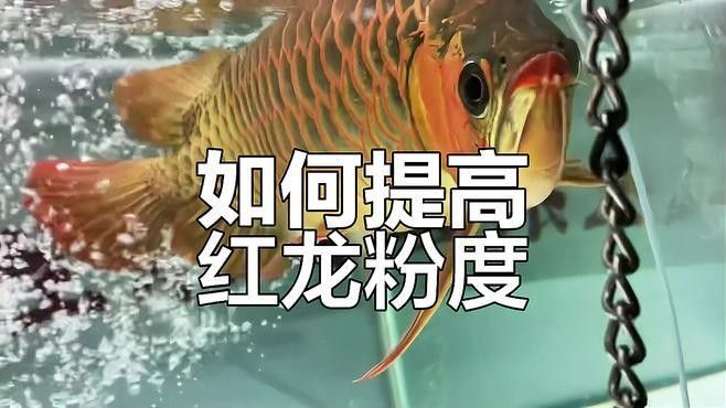如何調(diào)節(jié)紅龍魚的水質(zhì)：——紅龍魚的飼養(yǎng)方法