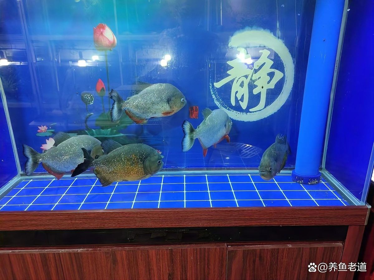 金龍魚張嘴可以自愈嗎：養(yǎng)魚大全…