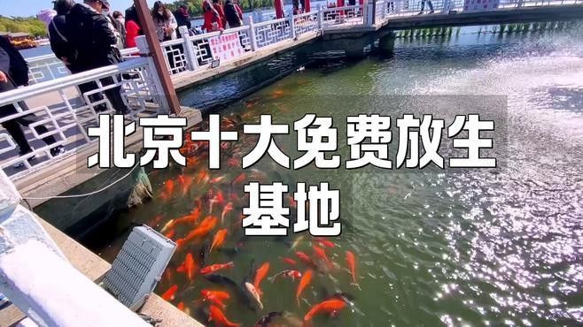 哪些水域適合放生雷龍魚？：北京免費放生雷龍魚基地 哪些水域適合放生雷龍魚？：北京免費放生雷龍魚基地 龍魚百科 第1張