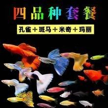 還有哪些廣州龍魚批發(fā)市場的聯(lián)系方式：廣州部分龍魚批發(fā)市場的聯(lián)系方式及相關(guān)信息及相關(guān)信息