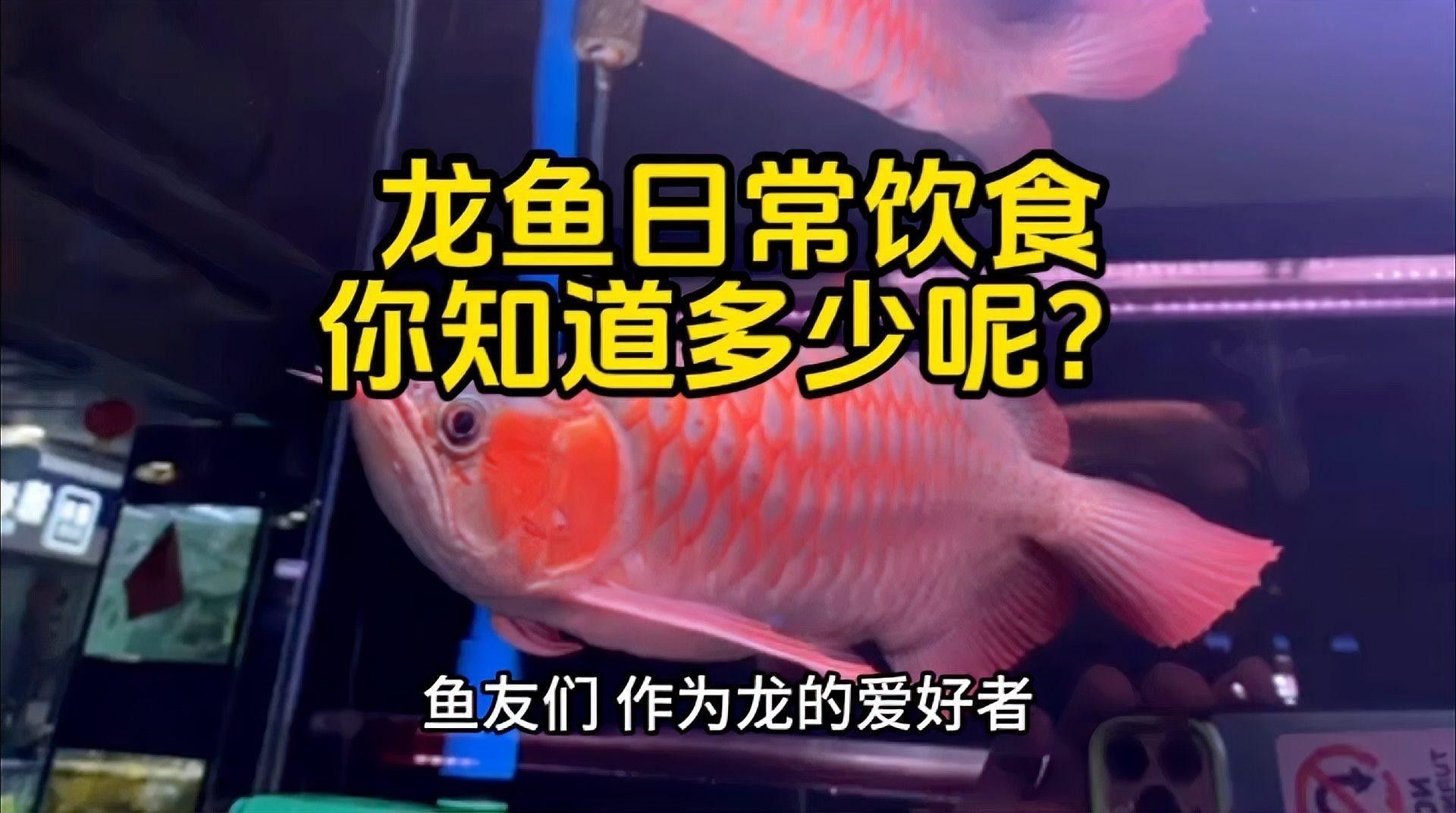 紅金龍魚多久喂一次？：怎么飼養紅金龍魚
