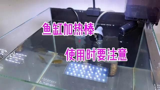 使用加熱棒時需要注意什么：魚缸使用加熱棒的注意事項