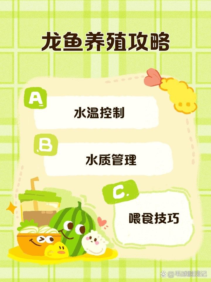 赤瞳黃龍魚有哪些品種：赤瞳黃龍魚養(yǎng)殖攻略毛球翻滾記