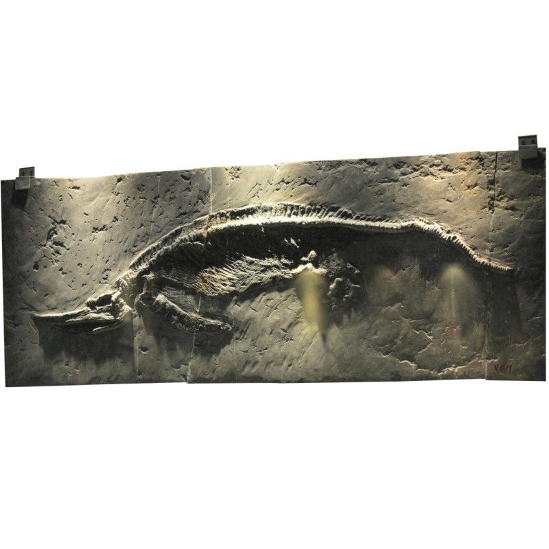 龍魚(yú)化石有哪些稀有品種？：龍魚(yú)化石作為古生物研究的重要標(biāo)本