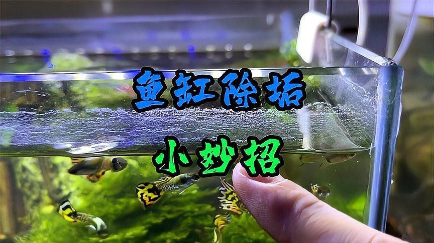 上濾魚缸多久清洗一次？：上濾魚缸清洗頻率大揭秘