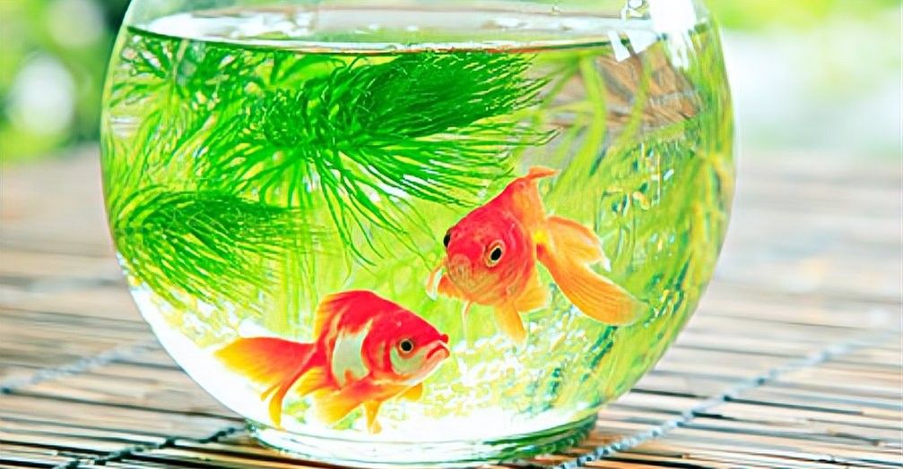 上濾魚缸多久清洗一次？：上濾魚缸清洗頻率大揭秘