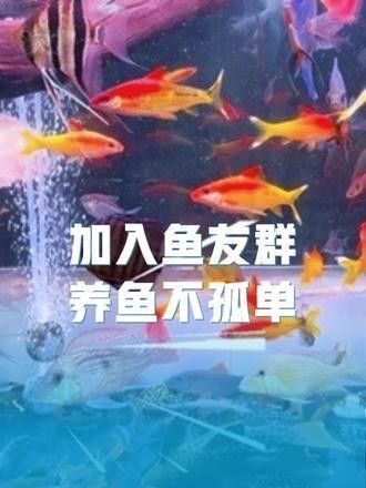 如何聯系到濟南龍魚交流群的群主：北京集鼎龍水族商貿有限公司官方網站聯系濟南龍魚交流群的群主 如何聯系到濟南龍魚交流群的群主：北京集鼎龍水族商貿有限公司官方網站聯系濟南龍魚交流群的群主 龍魚百科 第3張
