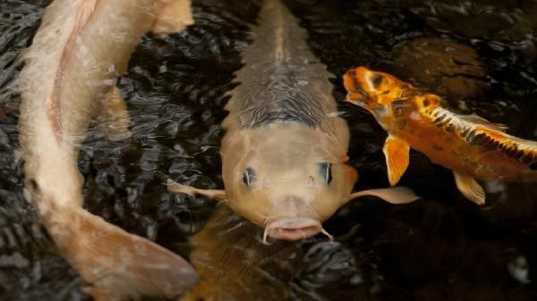 如何預防龍魚鱗黑：龍魚不常見問題—鱗片發黑 如何預防龍魚鱗黑：龍魚不常見問題—鱗片發黑 龍魚百科 第6張