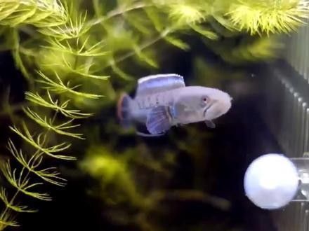 幻紅雷龍魚公母哪個更值錢：幻紅雷龍魚（幻彩紅寶石雷龍）公母價值差異主要取決于品相和市場需求