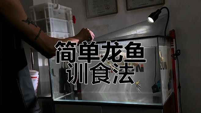 紅龍魚接食訓(xùn)練需要哪些注意事項：紅龍魚喂食技巧