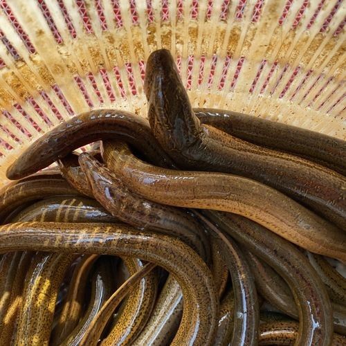 盤龍魚圖片高清大圖：盤龍魚相關高清圖片資源