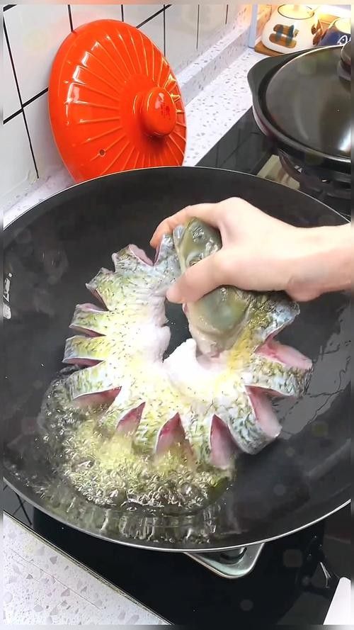 盤龍魚圖片高清大圖：盤龍魚相關高清圖片資源