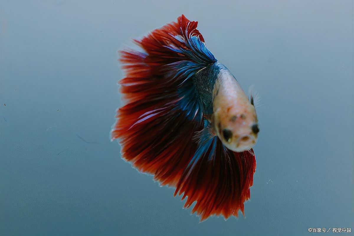 哪種混養搭配最受歡迎：養魚人說魚聽，哪種混養搭配最適合新手？