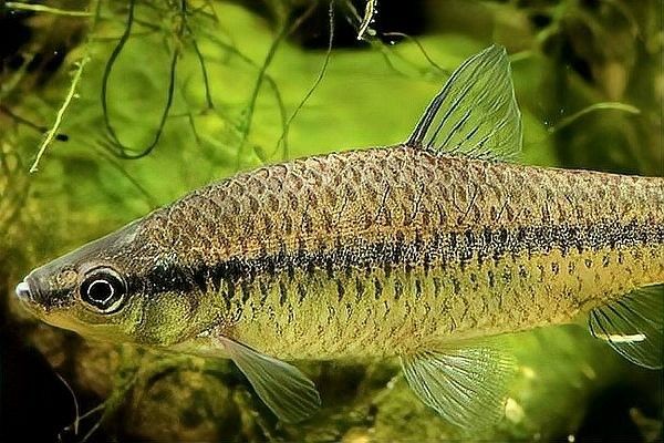 哪種混養搭配最受歡迎：養魚人說魚聽，哪種混養搭配最適合新手？