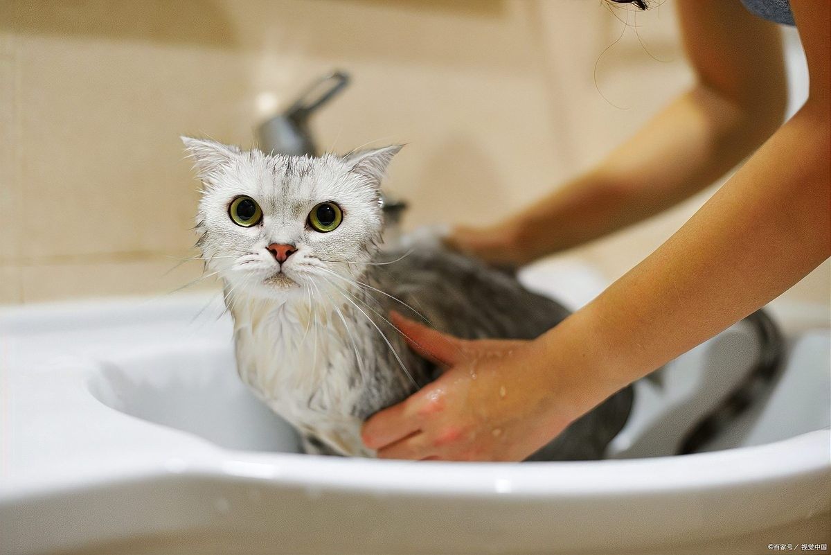 貓洗澡時應注意哪些事項？：給貓咪洗澡的注意事項