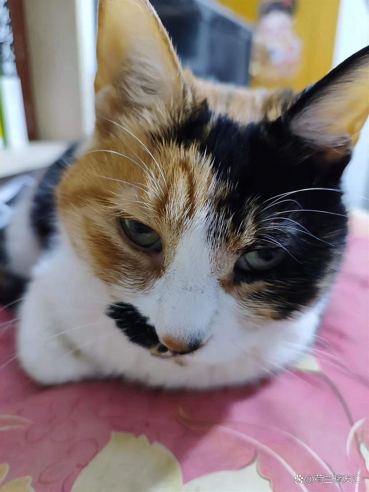 貓洗澡時應注意哪些事項？：給貓咪洗澡的注意事項