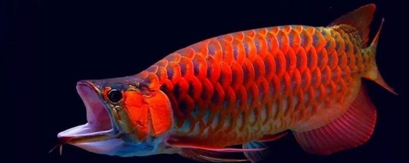 龍魚被打后還會反攻嗎：龍魚混養打架怎么辦？