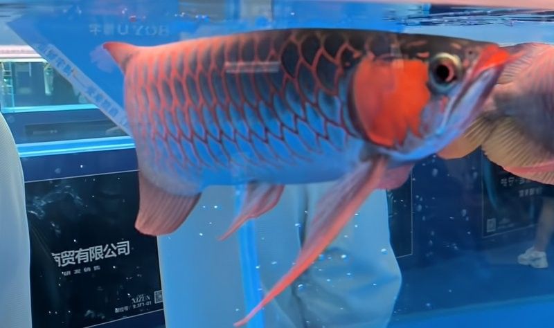 掉眼龍魚還有收藏價值嗎：掉眼龍魚的收藏價值需結(jié)合其品相、血統(tǒng)及市場偏好綜合評估 掉眼龍魚還有收藏價值嗎：掉眼龍魚的收藏價值需結(jié)合其品相、血統(tǒng)及市場偏好綜合評估 龍魚百科 第6張