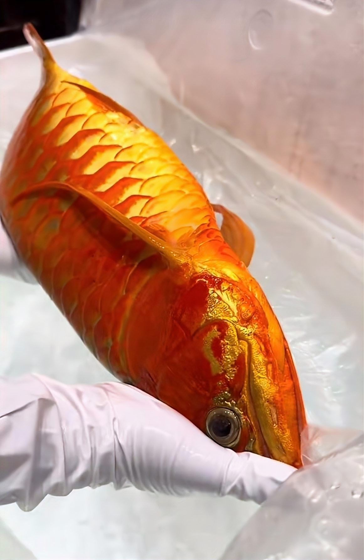 掉眼龍魚還有收藏價值嗎：掉眼龍魚的收藏價值需結(jié)合其品相、血統(tǒng)及市場偏好綜合評估 掉眼龍魚還有收藏價值嗎：掉眼龍魚的收藏價值需結(jié)合其品相、血統(tǒng)及市場偏好綜合評估 龍魚百科 第12張