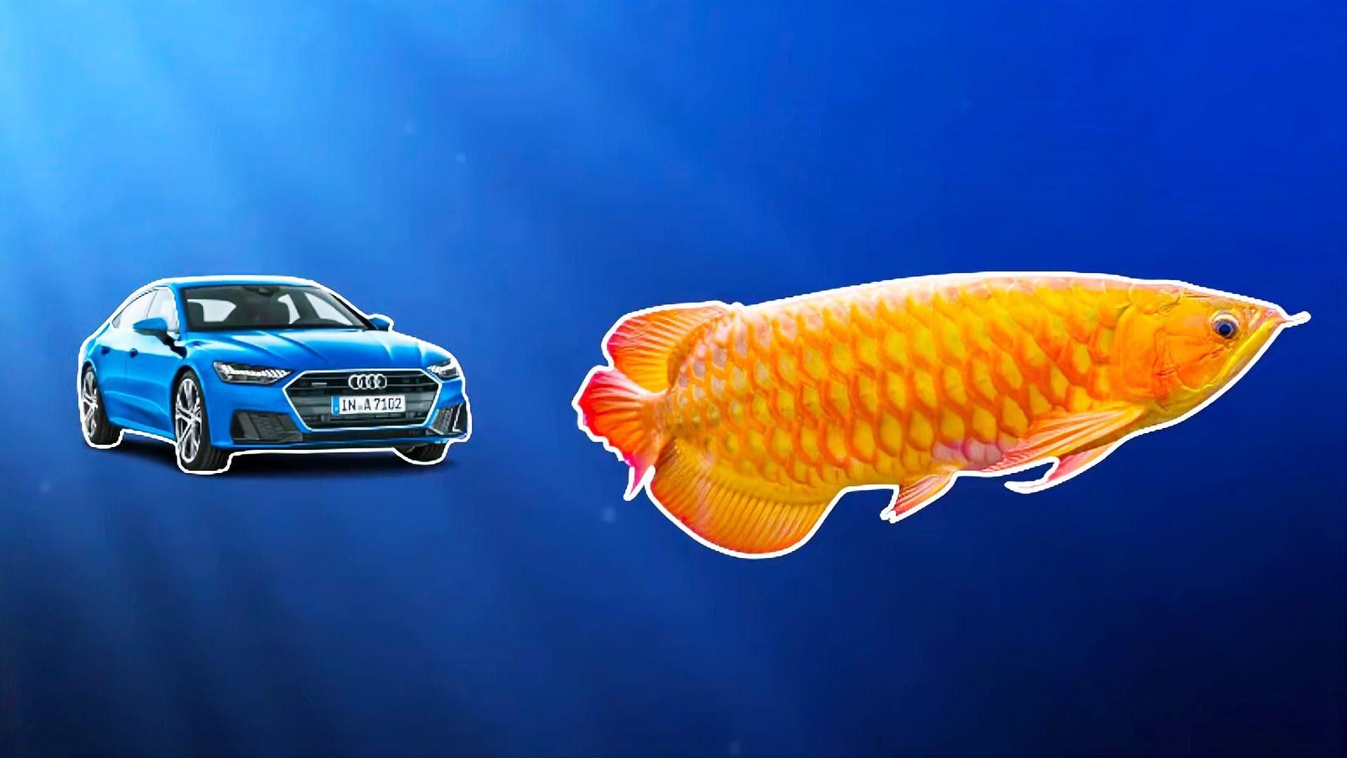 布奇美拉龍魚的價格是多少：布奇美拉龍魚價格