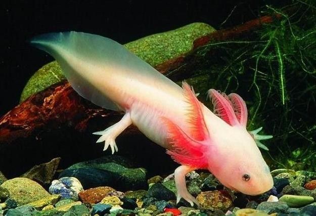 六角恐龍魚是否容易飼養(yǎng)：六角恐龍魚好養(yǎng)嗎