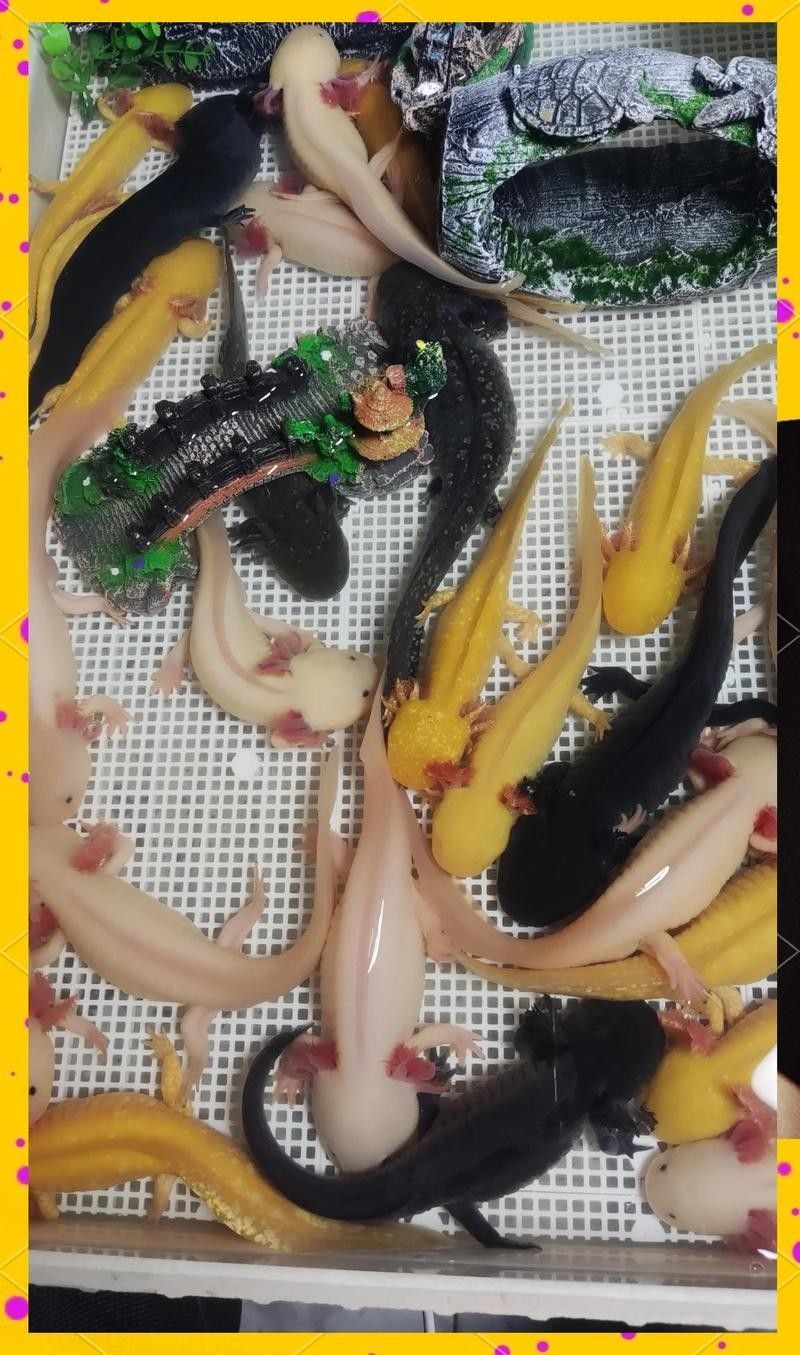 六角恐龍魚是否容易飼養(yǎng)：六角恐龍魚好養(yǎng)嗎