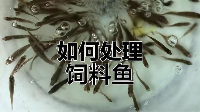 活飼料魚如何消毒處理？：如何處理活飼料魚