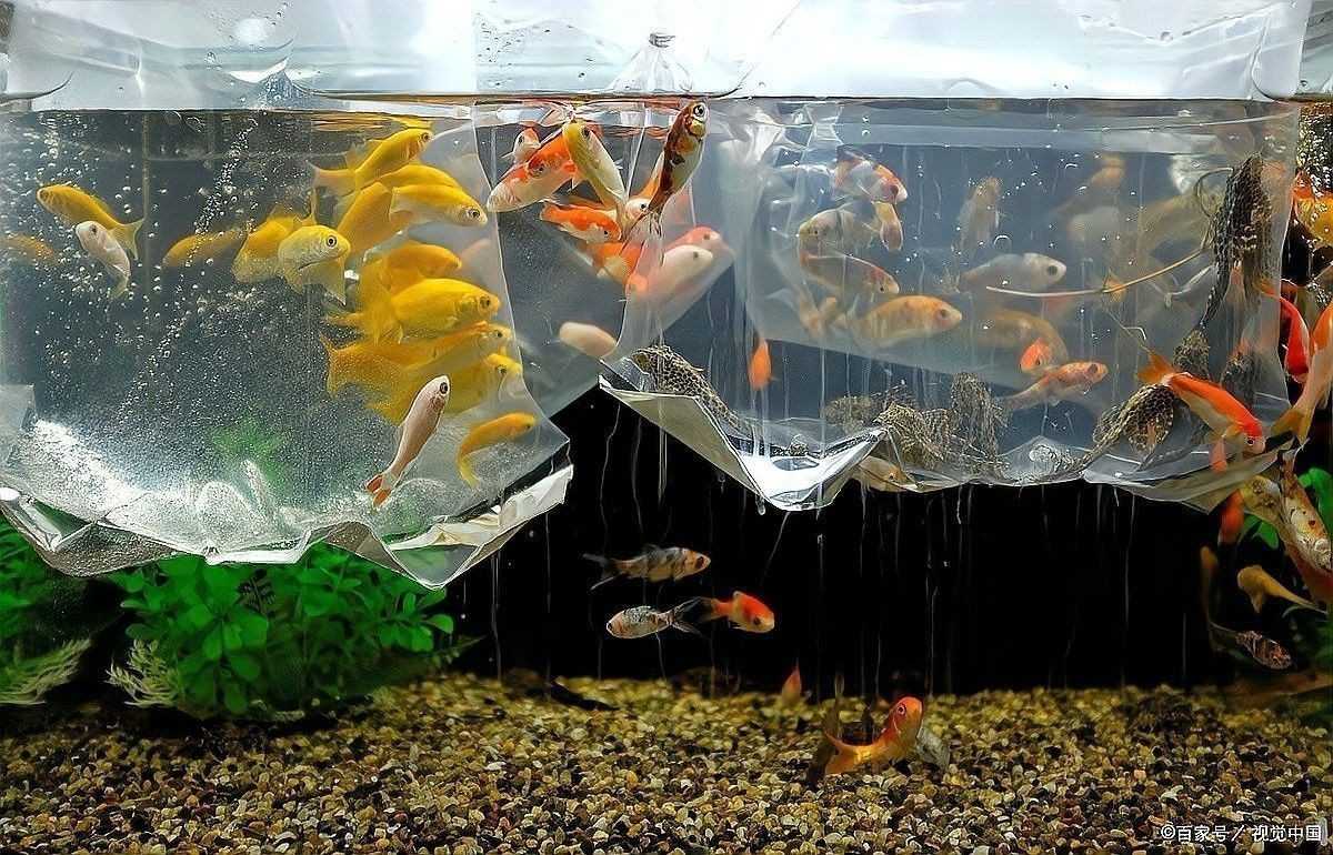 如何增加魚缸中的氧氣：怎么手動給魚缸加氧氣 如何增加魚缸中的氧氣：怎么手動給魚缸加氧氣 龍魚百科 第2張