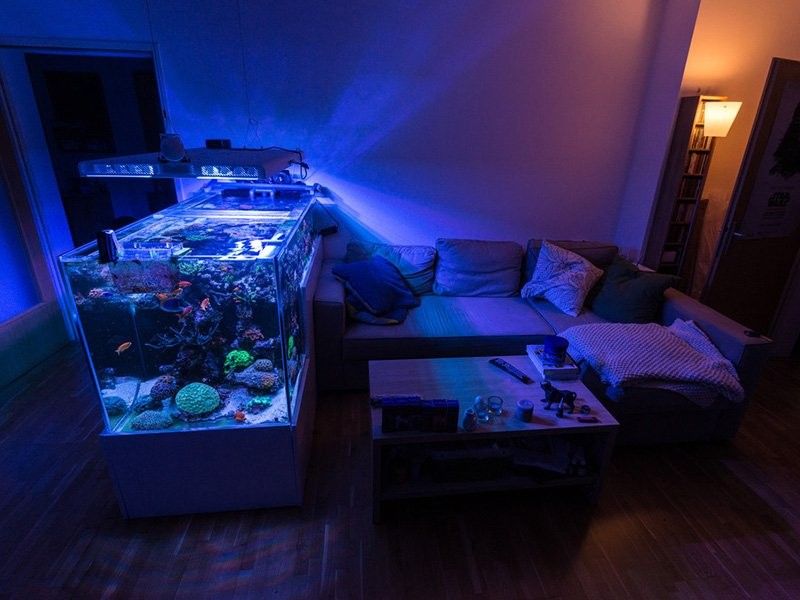 龍魚體型如何控制：天工水族龍魚體型控制技巧