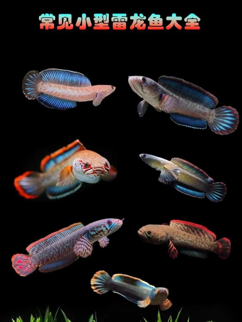 2021年有哪些新的雷龍魚微信群：2021年創(chuàng)建的雷龍魚微信群信息可查的雷龍魚微信群信息