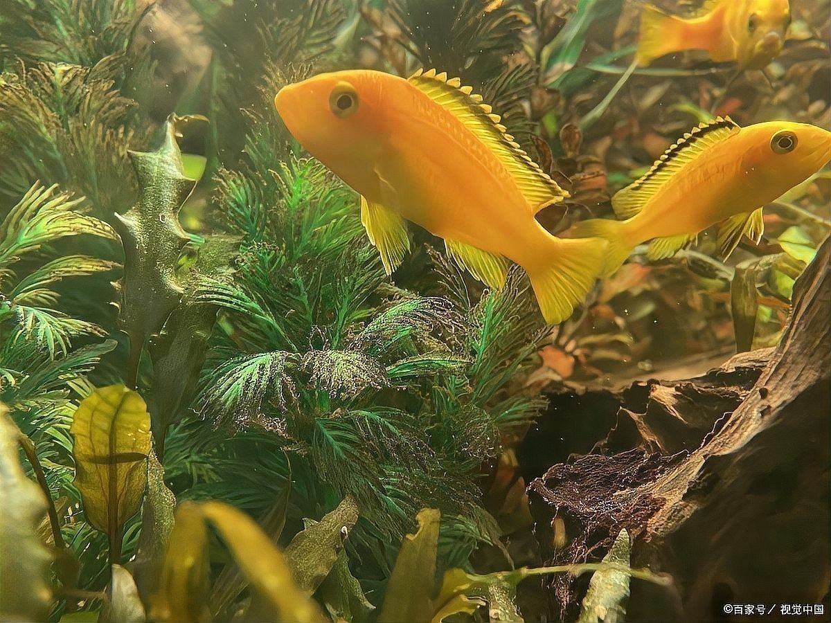 龍魚多久喂一次孔雀魚？：龍魚和孔雀魚混養技術 龍魚多久喂一次孔雀魚？：龍魚和孔雀魚混養技術 龍魚百科 第3張