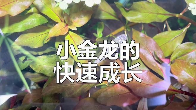 龍魚多久喂一次孔雀魚？：龍魚和孔雀魚混養技術 龍魚多久喂一次孔雀魚？：龍魚和孔雀魚混養技術 龍魚百科 第1張